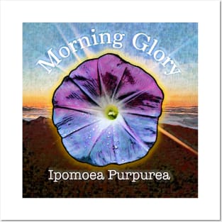 Morning Glory Posters and Art